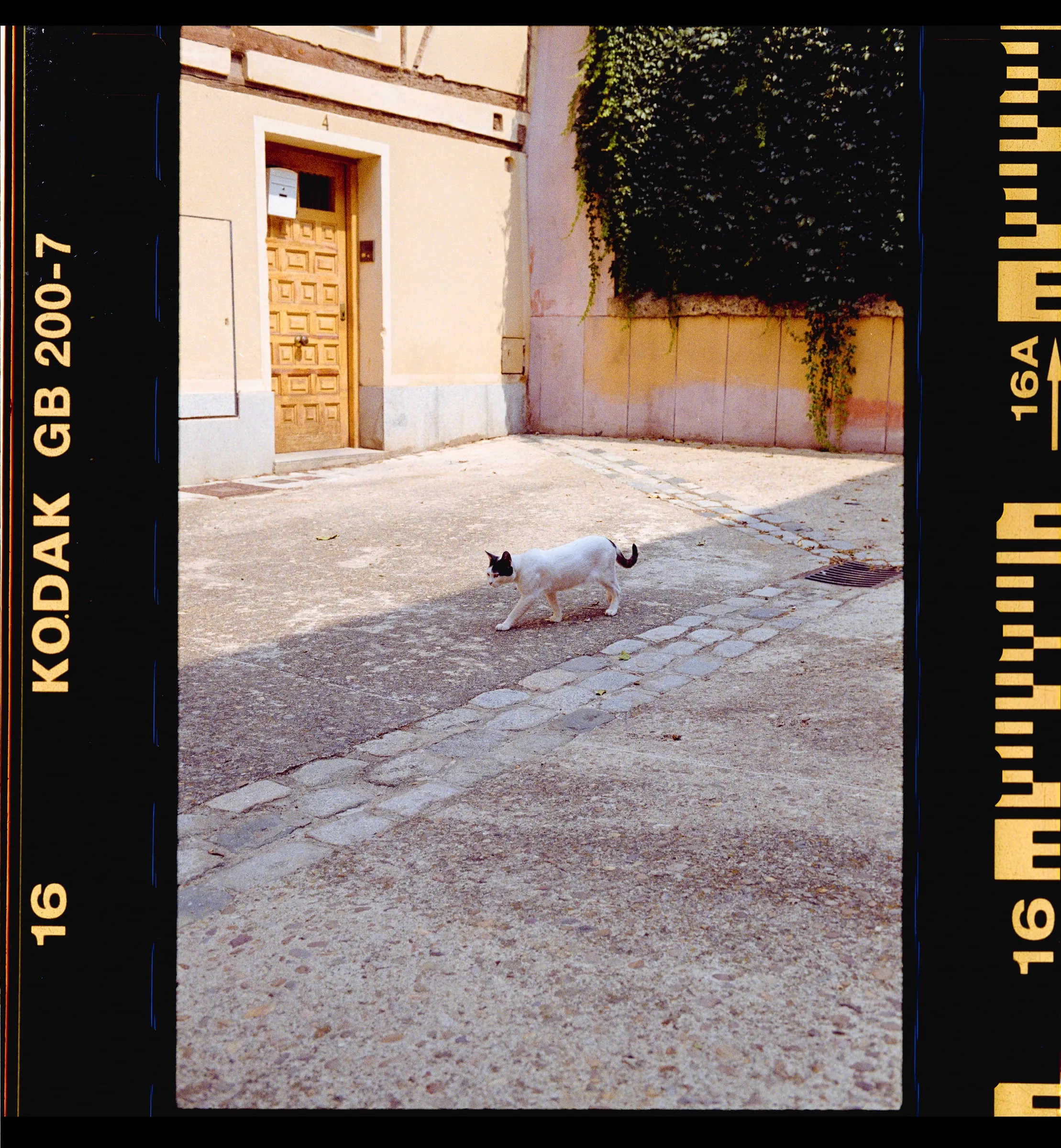 White cat crossing a sunlit plaza, framed by the Kodak film edge of the negative