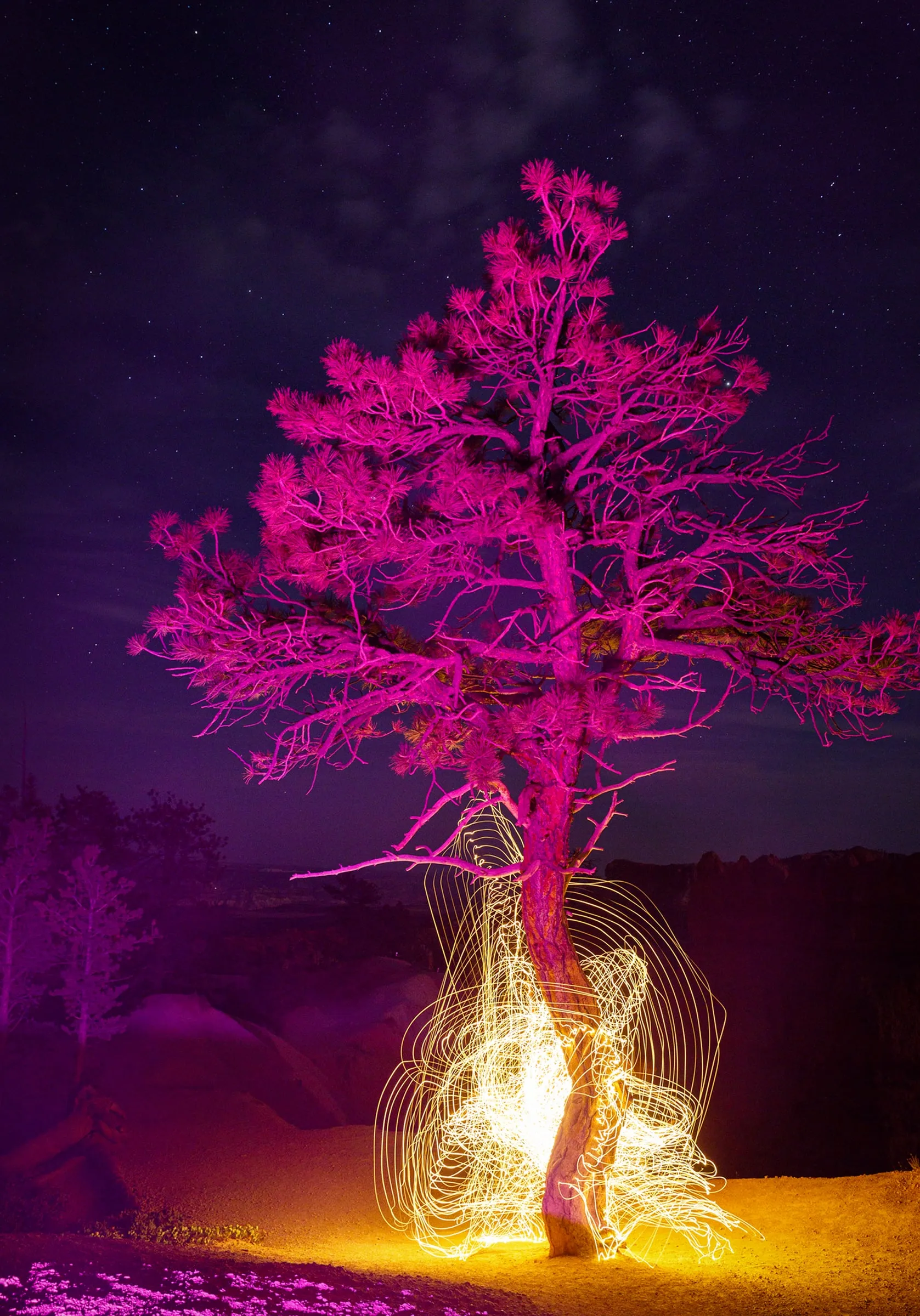 Pine tree painted magenta by light, ringed with golden light trails under a night sky